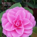 주작원