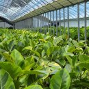 수천농장 | 서울화분배달 당일개업화분 추천, 식물임당 농장 직송 뱅갈고무나무 개업선물 승진 화분 후기