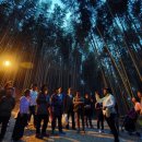 담양대나무축제 이미지