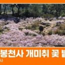 문경 가볼만한곳 경북 가을꽃 축제 문경 봉천사 개미취 여행 이미지