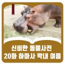 하마사 이미지