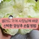 양상추 효능 다이어트 걱정 없는 칼로리 이미지