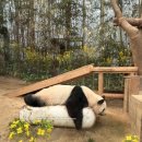 밸리 | 에버랜드 로스트밸리 워킹사파리 후기 동물원 추천 코스