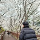 삼랑진발전처 | 봄, 벚꽃을 따라 걷다. 밀양 삼랑진안태공원 벚꽃길 탐방 후기
