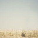 비아제주스테이 이미지