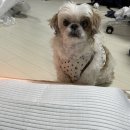 동물 매트리스 추천] 반려견과 함께 잘 수 있는 매트리스 추천 ㅣ 맞춤 제작 사이즈 매트리스 폼폼 팩토리