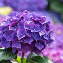 안성리-2 이미지