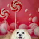 김포24시힐동물의료센터 이미지