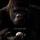 미스터고 이미지