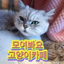 모여봐요 고양이 카페 이미지