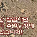 들개농장 Daum카페
