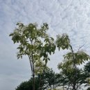 합덕 이팝나무 이미지