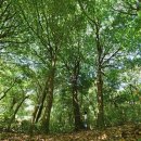 여황로가로수 이미지