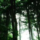 잣나무숲 이미지