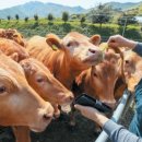 땅끝축산 이미지