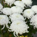 산우
