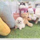 문경축협 동물병원 | 문경 유기견보호센터 단모치와와 입양 성공 후기 비용 절감 꿀팁 대공개