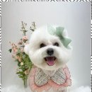 뷰티몽 이미지
