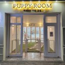 센트퍼피 이미지