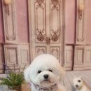 나나 펫 살롱 이미지