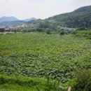 부산시설공단 곰내지소 | 부산 철마 맛집 - 곰내연밭식당