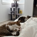 승리미용재료 | [뉴질랜드 일상] 소중한 나의 하루하루들을 모아(눈물도 모아.. 지붕수리 1600만원)