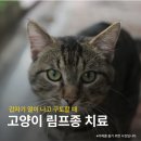 24시 코끼리동물의료센터 이미지