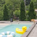 도그하우스 이미지