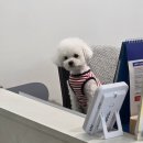 댕댕이를 부탁해 | [30] 대구인의 2월 눈 소식에 놀람과 먹부림 가득한 기록