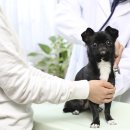 기계동물병원 이미지