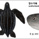 바다아리 이미지