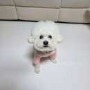 형제유통 | 휘슬펫 강아지매트 신상! 솜사탕 형제의 관절 건강을 위한 강아지러그매트