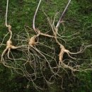 믿음건강원 이미지