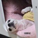 (주)선진펫 | [제품리뷰] 어디에도 없는, 네이버 블로그 최초 찐 간식 리뷰, 선진펫 100% 내돈내산!!