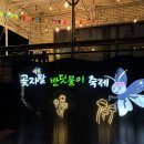 제주도정보사이트 | 제주도 곶자왈 반딧불이 축제 정보 내돈내산 비추천 후기