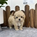 앙쥬펫 강아지분양 은평구점 이미지