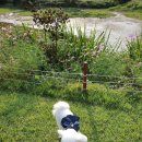 제이앤제이애견 이미지