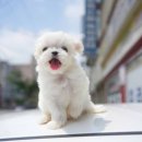 다양하개 이미지