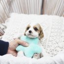 일산강아지분양 라펫 Daum카페