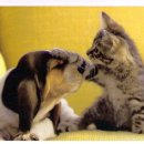 개와고양이 이미지