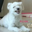 강아지집 이미지
