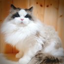 익산원펫 이미지