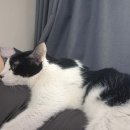 구미TOP동물의료센터 | 고양이 신부전 진단부터 치료까지 | 까미의 구미TOP동물의료센터 방문기 (입원 및 치료비용)