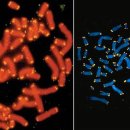 텔로미어(telomere) 설 이미지