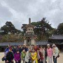 한밤의 사진편지 제 3112호(2026 벚꽃 여행 후기 - 최경숙 / 4/9/목) 이미지
