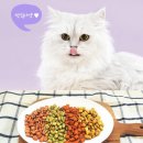 꽁냥꽁냥 | 🐱 우리 고양이가 제일 좋아한 간식, 더캣츠 쿠키 꽁냥꽁냥 후기