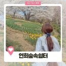 연희동주민센터 | 서울 서대문 연희동숲속쉼터, 실시간 벚꽃 튤립 개화 모습