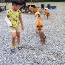 나드리 애견 이미지