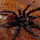 유카탄 러스트럼프(Brachypelma epicureanum) 이미지