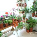 여우꼬리 이미지